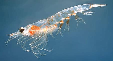 huile de krill santé